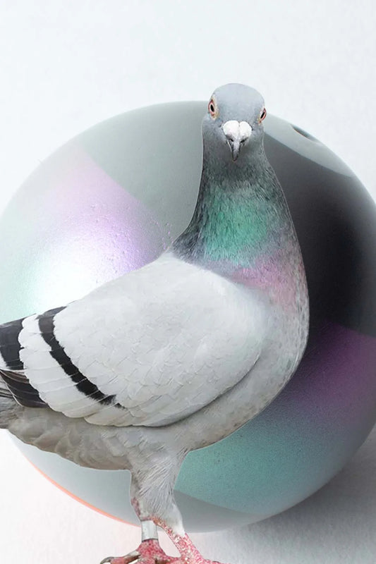 PIGEON STRIPE - STROH CUSTOM